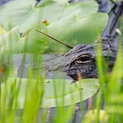 thumbnail for publication: Alligator Abundance and Hydrology (2003–2013): What Long-term Monitoring Can Tell Us about Everglades Restoration